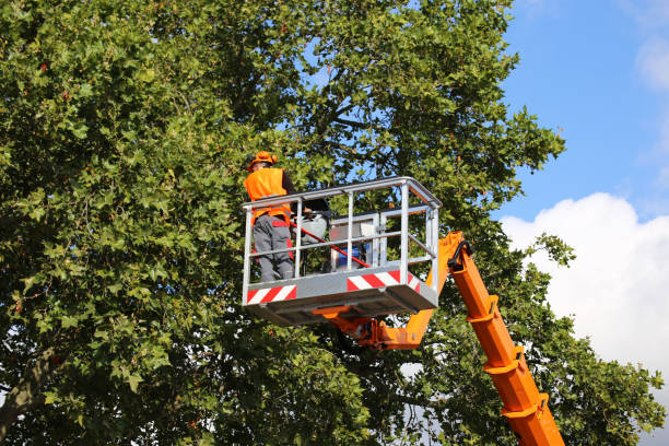 How Our Tree Care Process Works  in Millville, UT